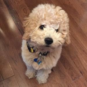 Meet your Posher, Dave